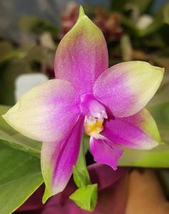 Phalaenopsis Mituo Samera