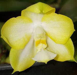 Phalaenopsis Shye-Lih Star