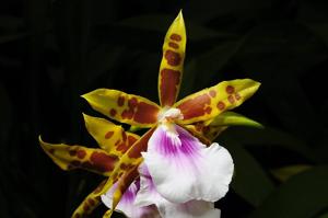 Miltonia Goodale Moir