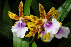 Miltonia Goodale Moir