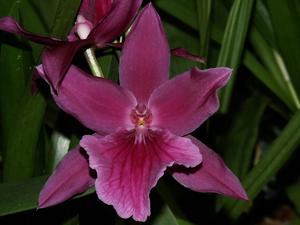 Miltonia Honolulu