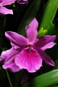 Miltonia Honolulu