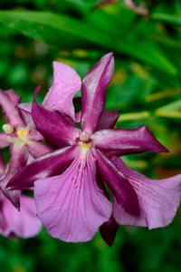 Miltonia Anne Warne