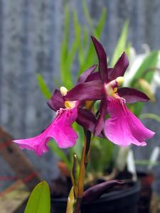 Miltonia Anne Warne