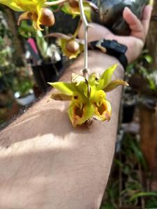 Catasetum faustoi
