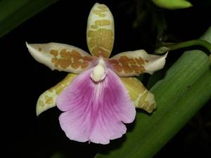 Miltonia binotii