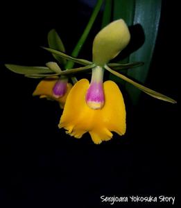 Sergioara Yokosuka Story