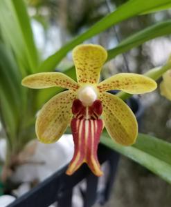 Vanda Robert T. McMillan III