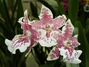 Miltonia leucoglossa