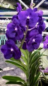 Vanda Tristar Blue