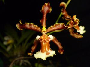 Oncidium Lustre