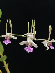 Dendrobium Jumbo Bunny