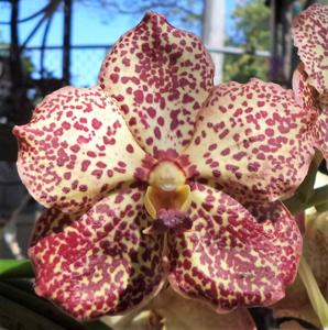 Vanda Butterfly