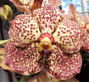 Vanda Butterfly