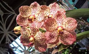 Vanda Butterfly