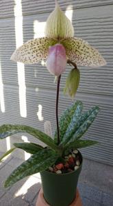 Paphiopedilum Nivarose