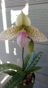 Paphiopedilum Nivarose