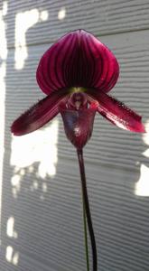 Paphiopedilum Voodoo Magic