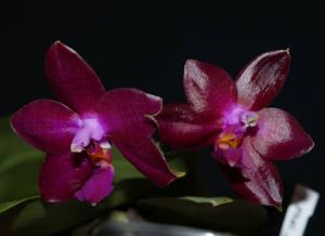 Phalaenopsis Jungo Cherry