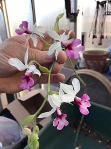 Calanthe Barberiana