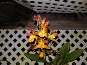 Guaricyclia Epiorange