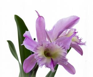 Rhyncholaeliocattleya Nestor