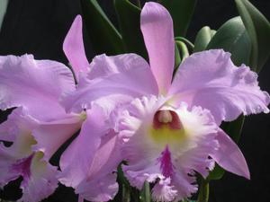 Rhyncholaeliocattleya Carrie Stallings