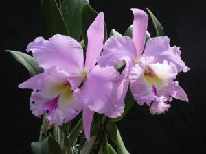 Rhyncholaeliocattleya Carrie Stallings