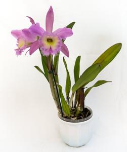 Rhyncholaeliocattleya Nestor