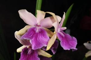 Miltonia Honolulu-binotii