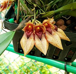 Bulbophyllum JM Guilloty