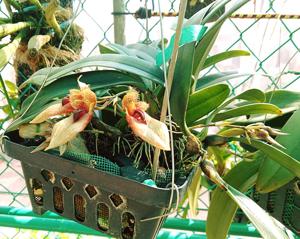 Bulbophyllum JM Guilloty