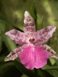 Miltonia Kaycee Heinz