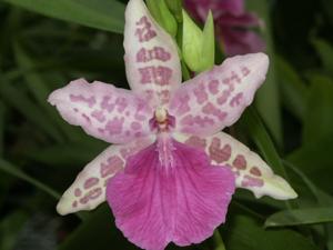 Miltonia Kaycee Heinz