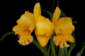 Rhyncholaeliocattleya Malworth