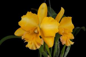 Rhyncholaeliocattleya Malworth