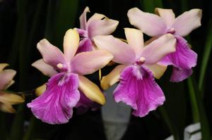 Miltonia Honolulu-binotii