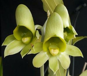 Catasetum Orchidglade