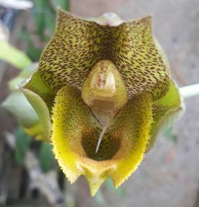 Catasetum Brazilian Mystery