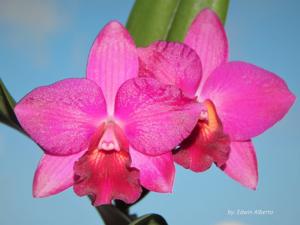 Rhyncattleanthe Cape Scarlet Glow