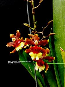 Oncidium Kilauea