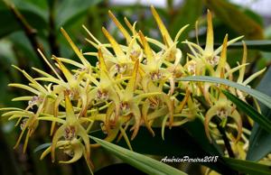 Dendrobium Hilda Poxon