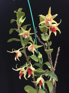 Dendrobium Peng Seng