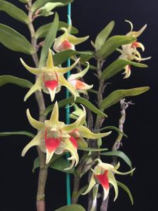 Dendrobium Peng Seng