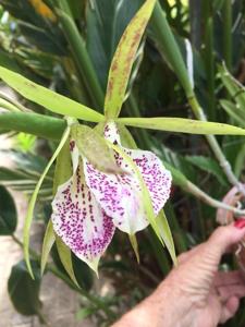 Brassocattleya Nakornpathome Silver