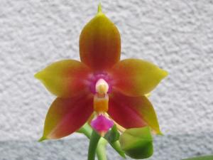 Phalaenopsis Yaphon Evergreen-Hawaii Dragon Girl