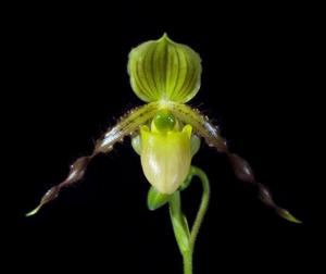 Paphiopedilum Helvetia