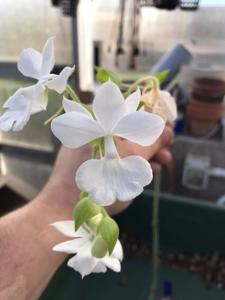 Calanthe sedenii