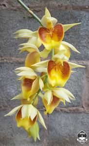 Catasetum Durval Ferreira