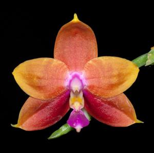 Phalaenopsis Chienlung Bear Ambo